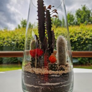 Terrarium in a high glass