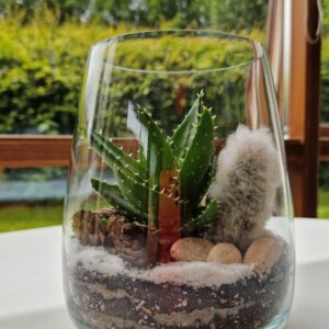 Terrarium in a small glass