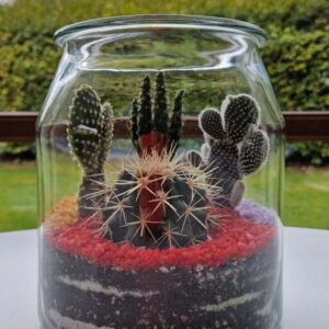 Terrarium in a medium glass