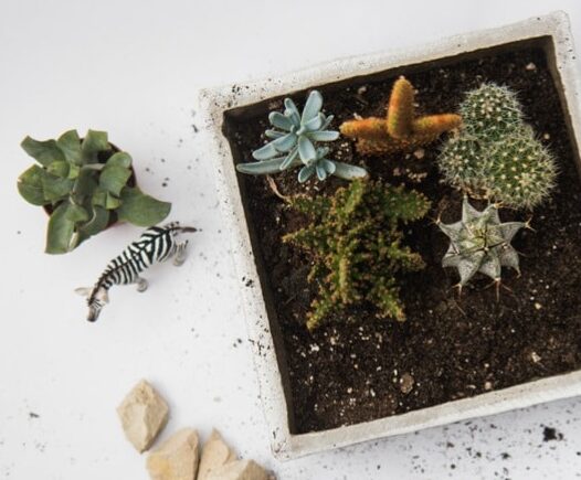 Gallery 5 Making a Living Wall Art with succulents is a healing process and the final product is a piece of natural art.