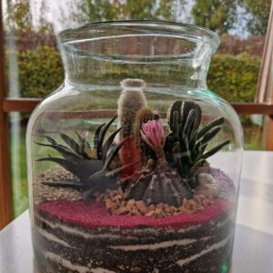 Terrarium in a wide & big glass