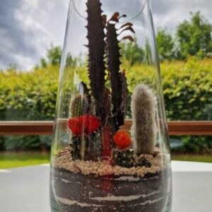 Terrarium in a high glass with succulents and cactus